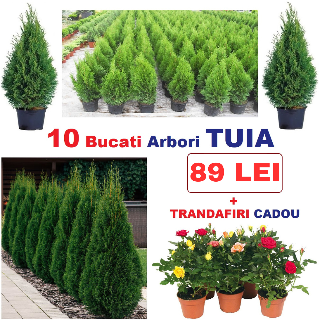 Pachet Special pentru Grădina Ta – 10 x Tuia + Trandafiri CADOU + CADOU SURPRIZA!